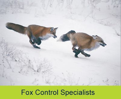 pest control solutions